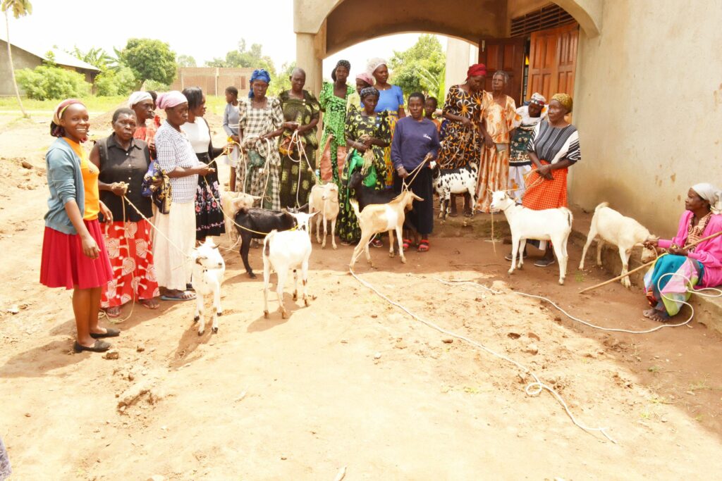 Receiving goats and training.