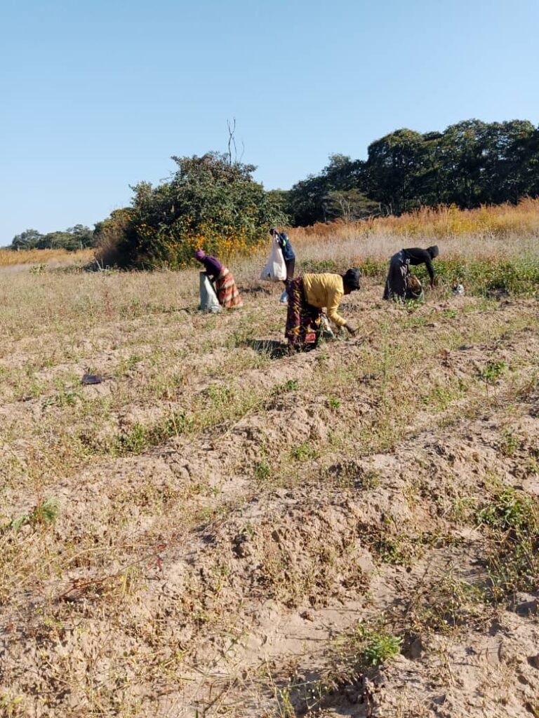 Staff harvesting crops.