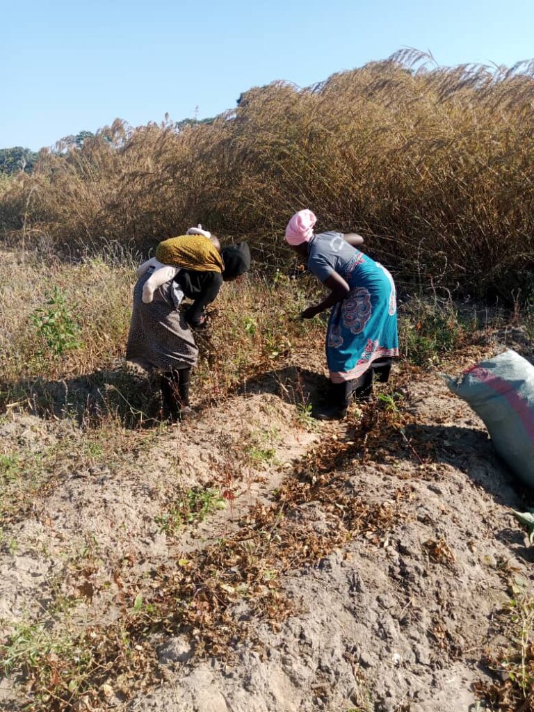 Staff working in the field.