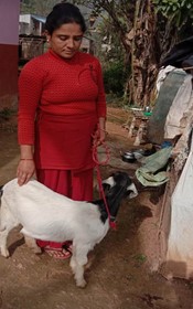 We distributed two goats to families in need. Now, they have income producing work.