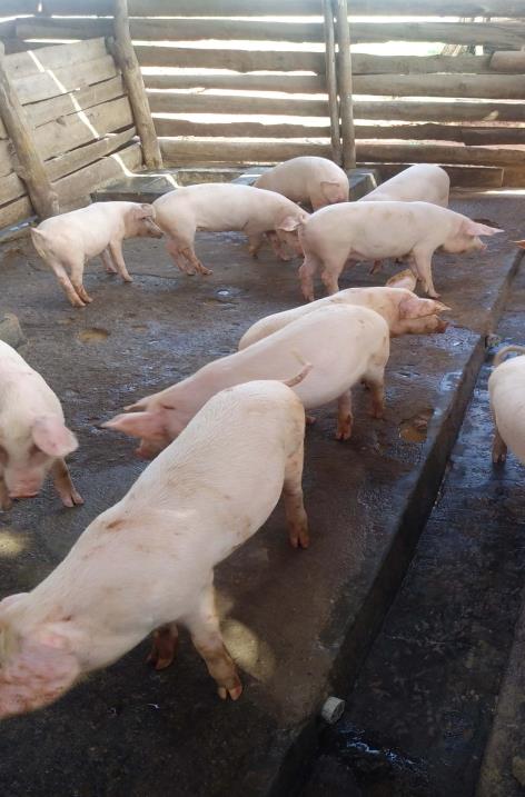 Pig farming training that becomes a business.