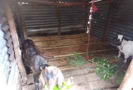 An example of a goat sty or shed for proper goat care. This is part of the preparation and goat farming techniques taught by FLTC.