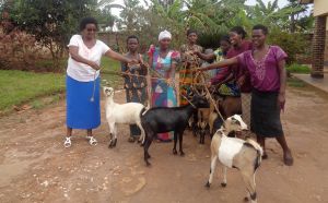 iriba shalom webpage photos - goats