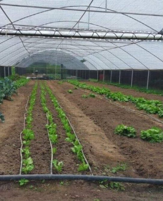 Oasis - greenhouse interior Oasis - greenhouse interior
